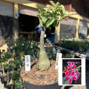 0109 16 Big Caudex Estrelinha