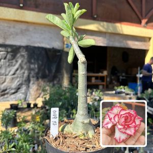 0109 17 Big Caudex Cake Tower