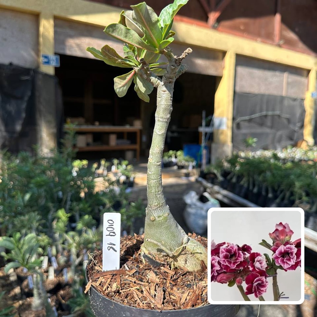 0109 18 Big Caudex Cone Flower