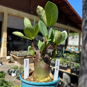 0109 18 Arabicum Eiffel Black F3