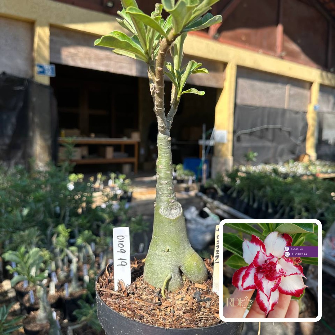 0109 19 Big Caudex Ferrari