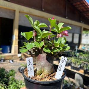0109 19 Arabicum Thai Soco Black F3