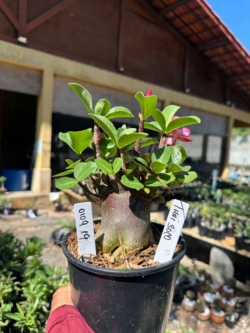 0109 19 Arabicum Thai Soco Black F3