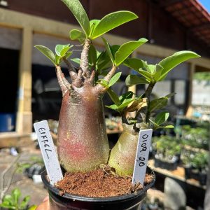 0109 20 Arabicum Eiffel Black Gêmeas F3
