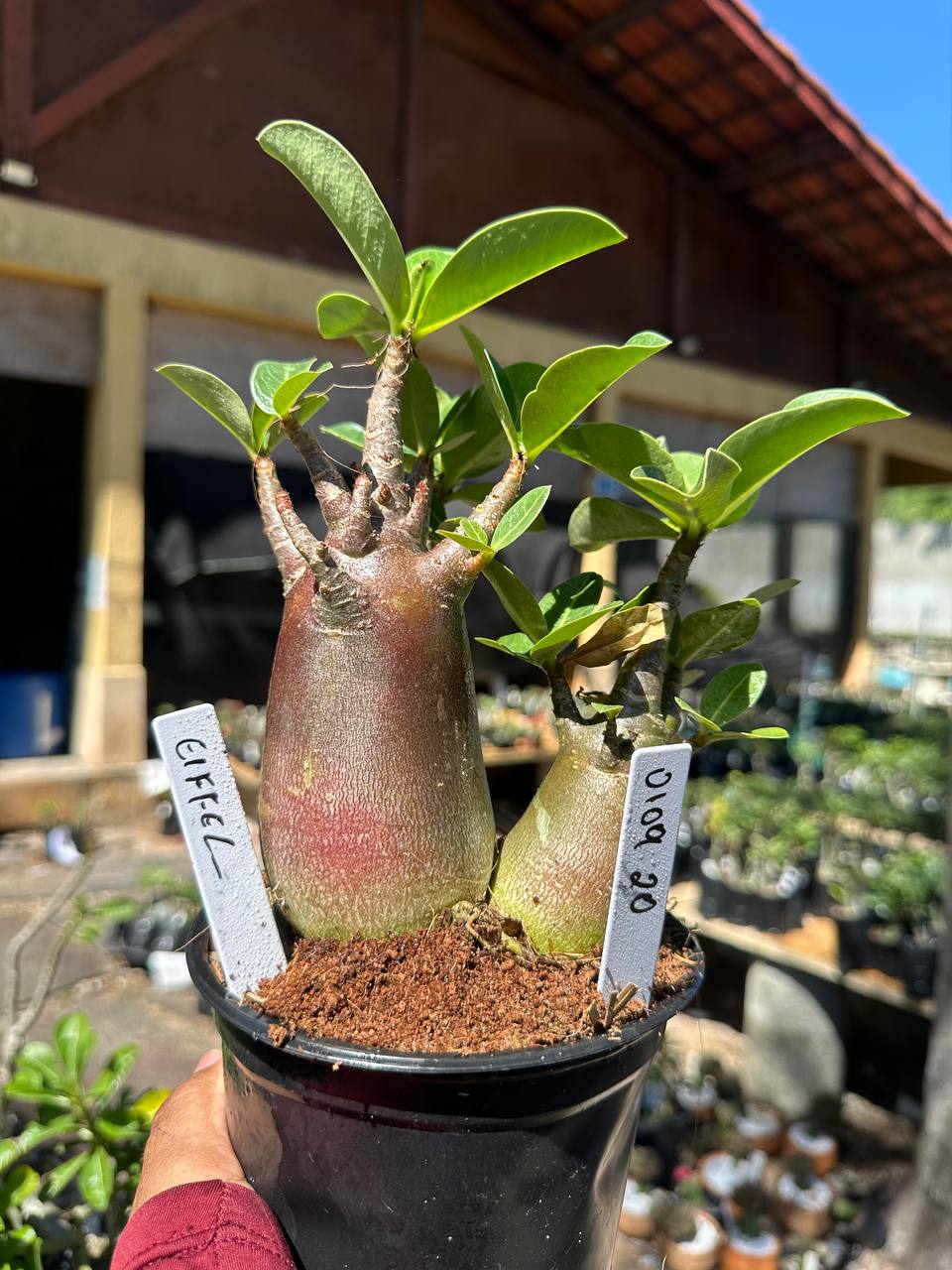 0109 20 Arabicum Eiffel Black Gêmeas F3