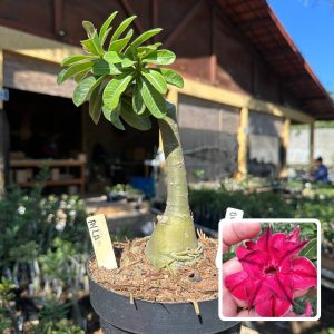 0109 21 Big Caudex Ayla