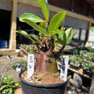 0109 21 Arabicum Wang Dork Dum Black F3