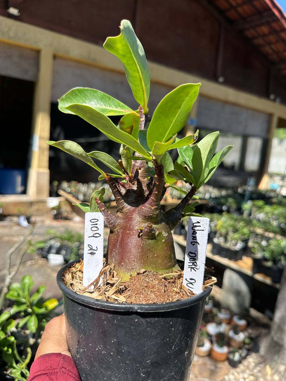 0109 21 Arabicum Wang Dork Dum Black F3