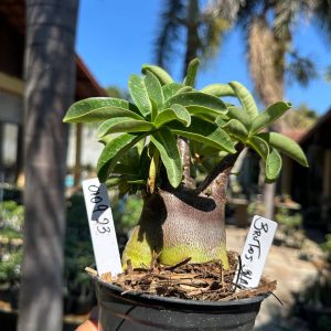 0109 23 Arabicum Brutos F3