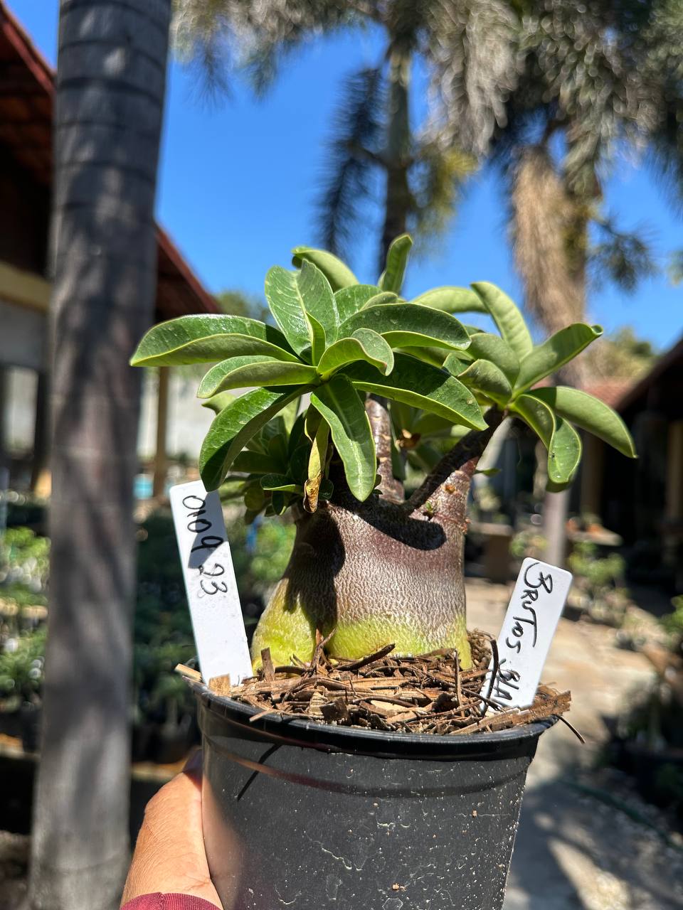 0109 23 Arabicum Brutos F3