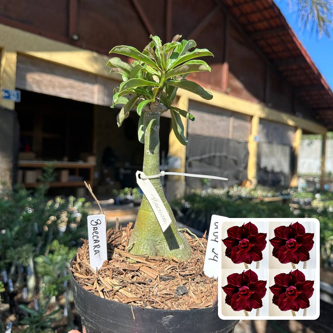 0109 24 Big Caudex Baccara