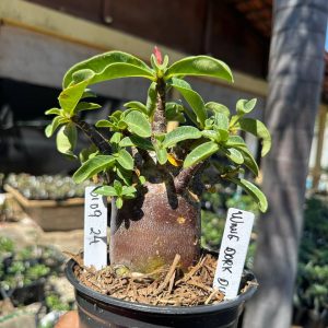 0109 24 Arabicum Wang Dork Dum F3