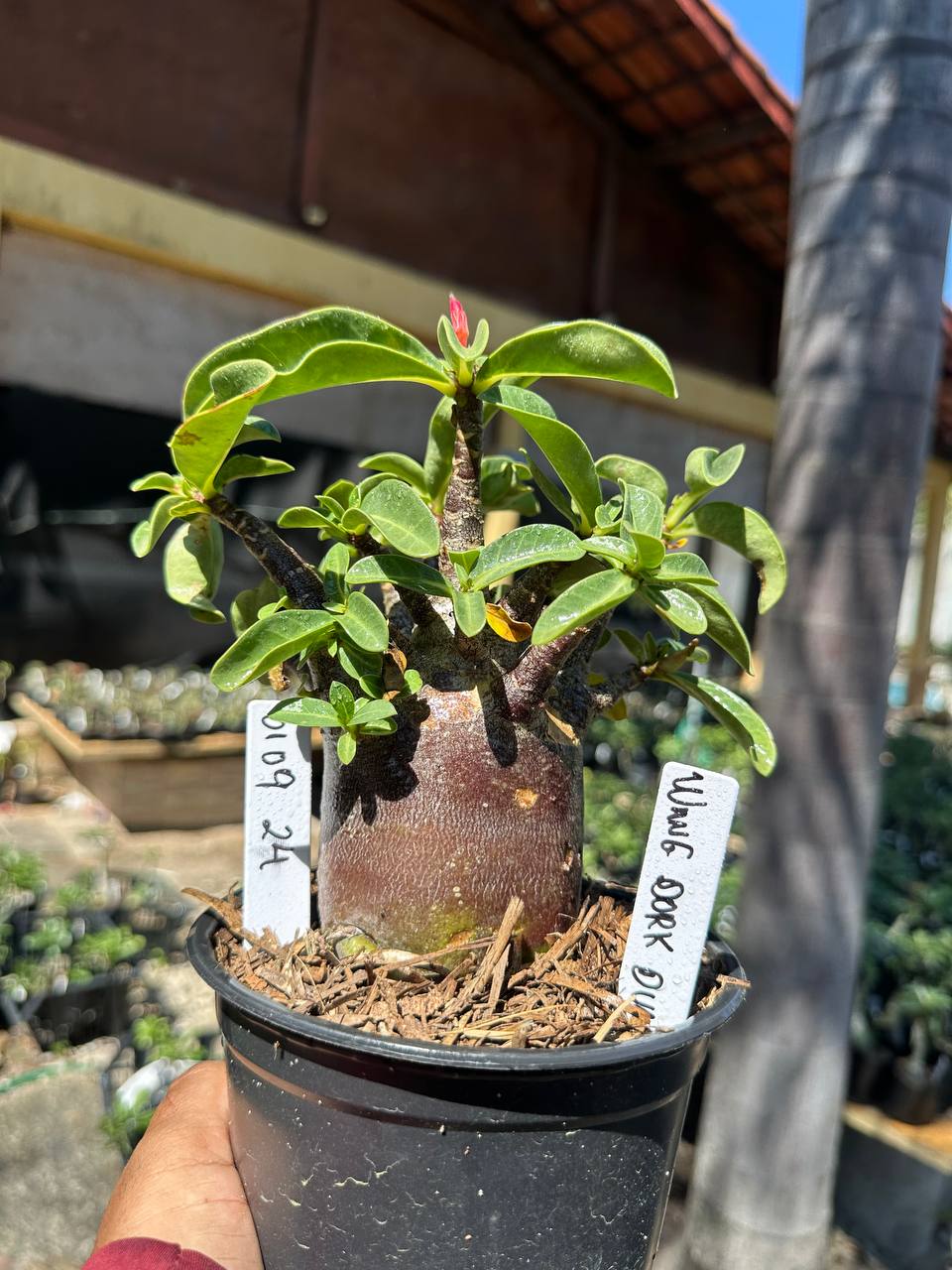 0109 24 Arabicum Wang Dork Dum F3
