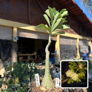0109 25 Big Caudex Green Elf