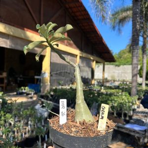 0109 26 Big Caudex Carmim