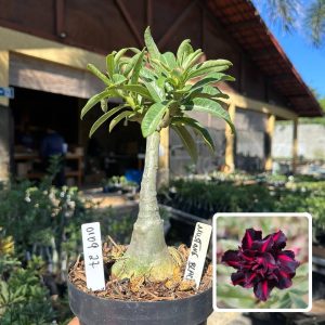 0109 27 Big Caudex Mustang Black