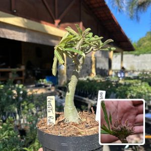 0109 28 Big Caudex Cristata Pink