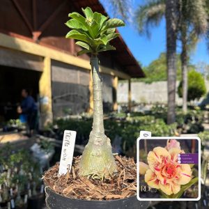 0109 29 Big Caudex Triple Wish
