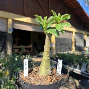 0109 30 Big Caudex Radiante Star