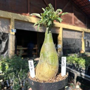 0109 31 Big Caudex Nucita