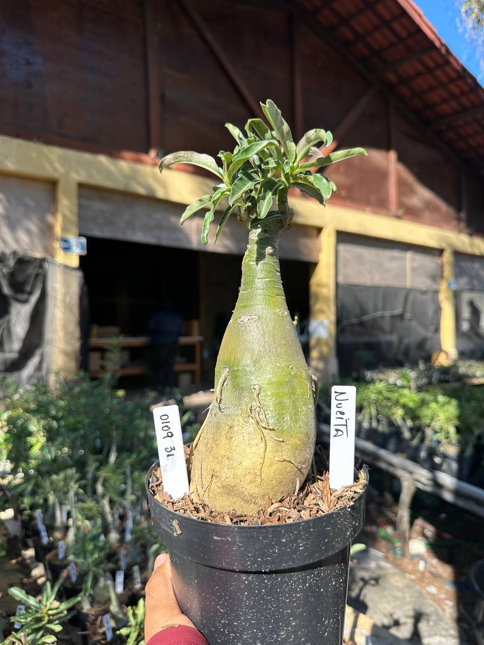 0109 31 Big Caudex Nucita
