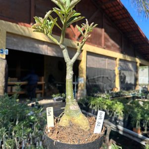 0109 32 Big Caudex Lilac