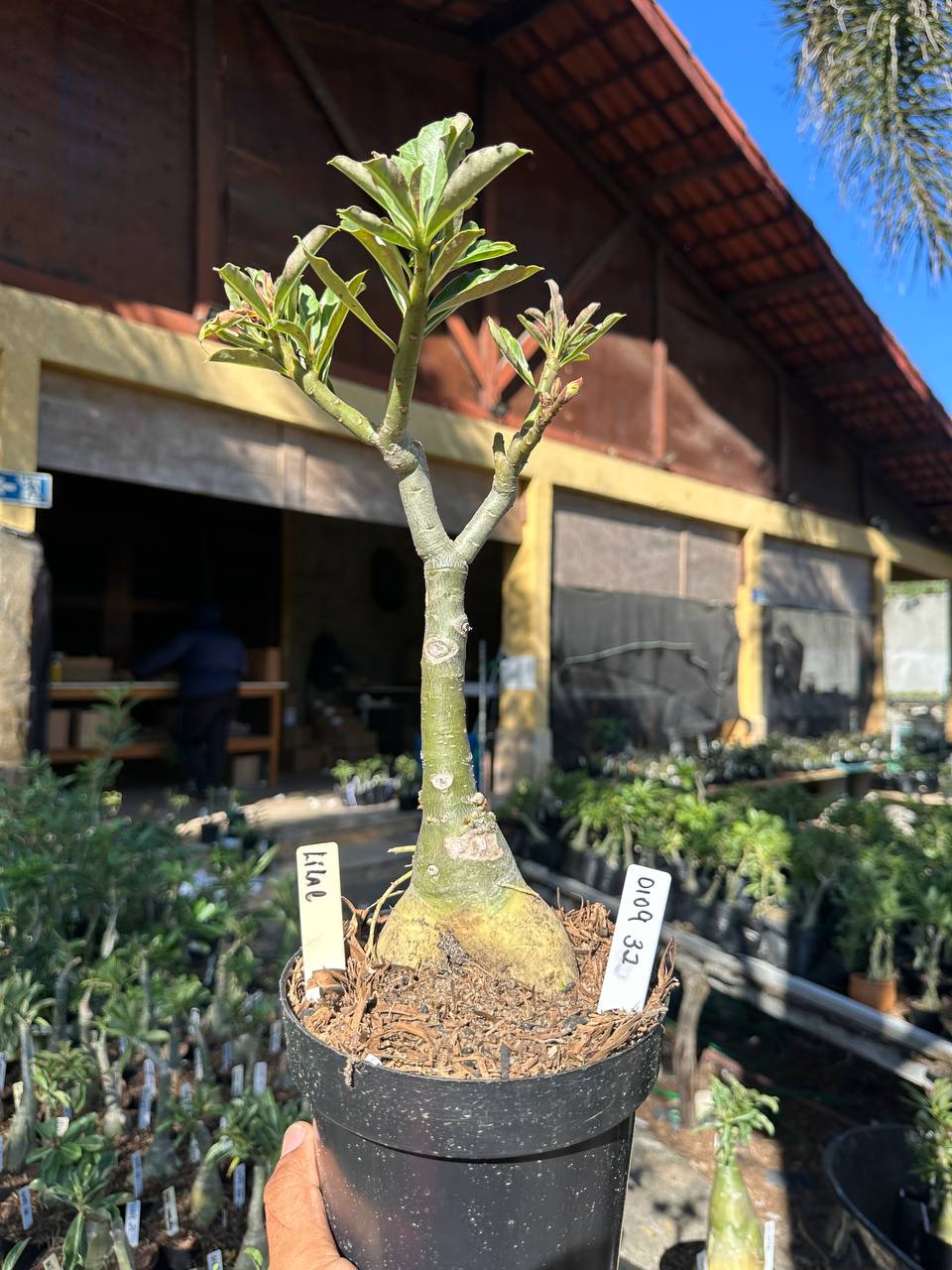 0109 32 Big Caudex Lilac