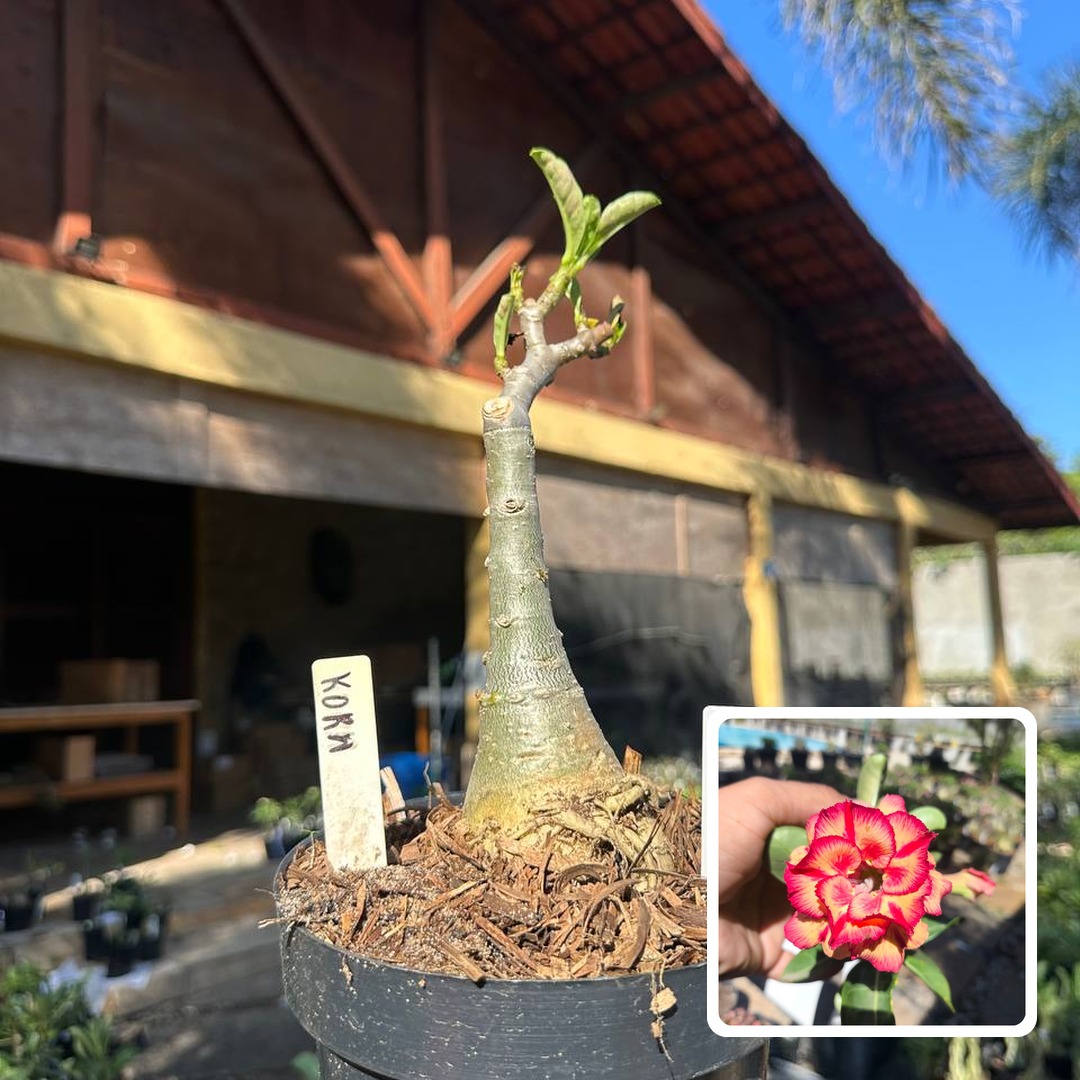 0109 33 Big Caudex Kora