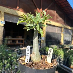 0109 34 Big Caudex Mirabe
