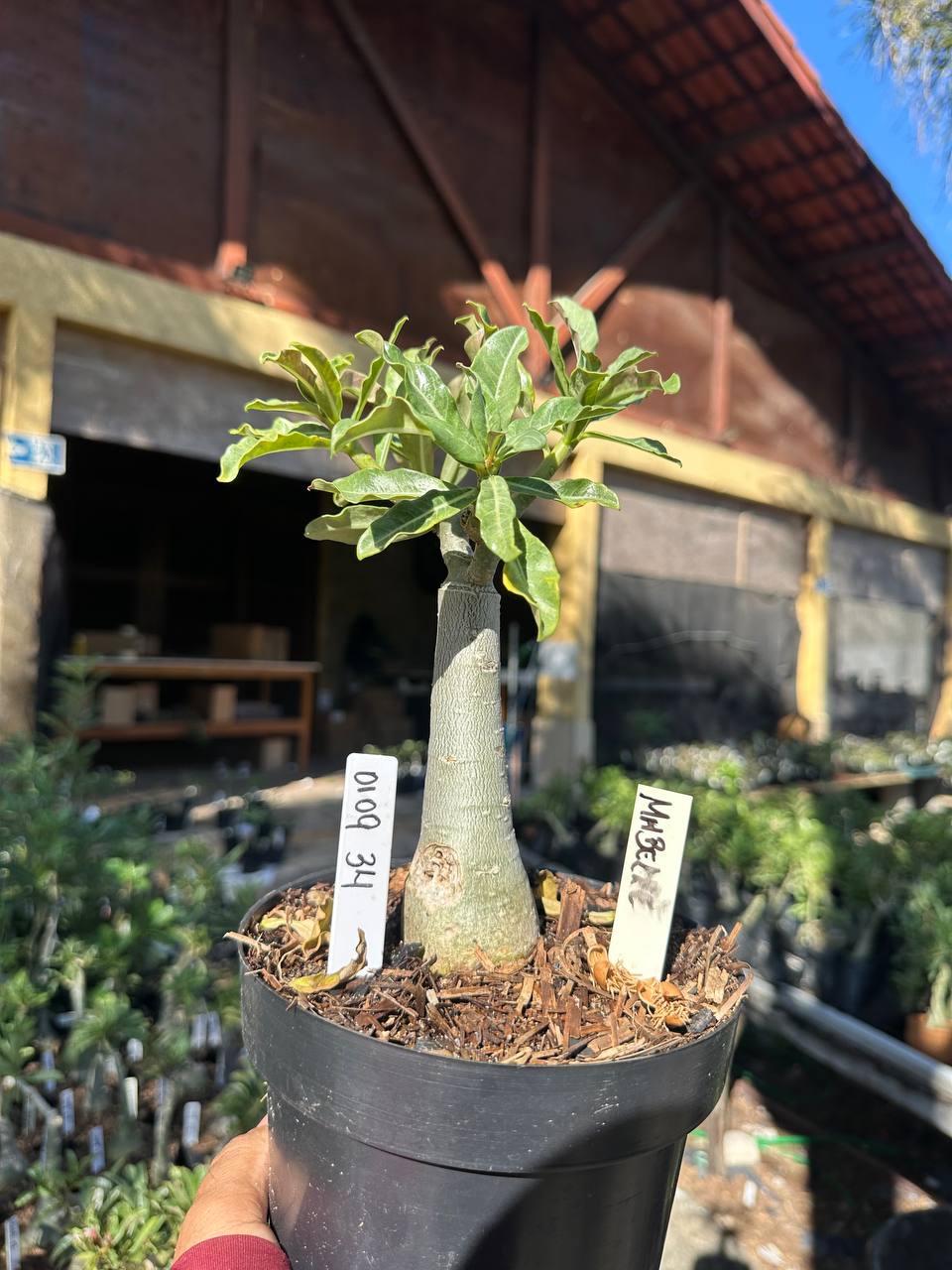 0109 34 Big Caudex Mirabe