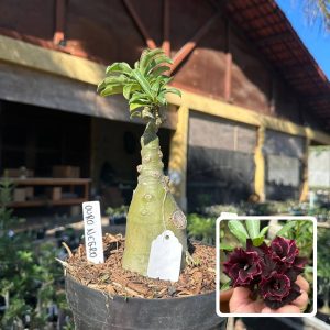 0109 35 Big Caudex Ouro Negro