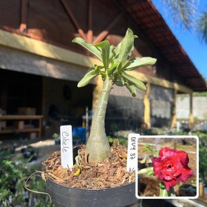0109 37 Big Caudex Cibele