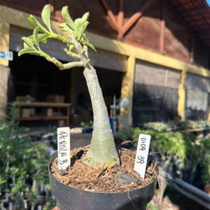 0109 39 Big Caudex Pérola Buquê 💐
