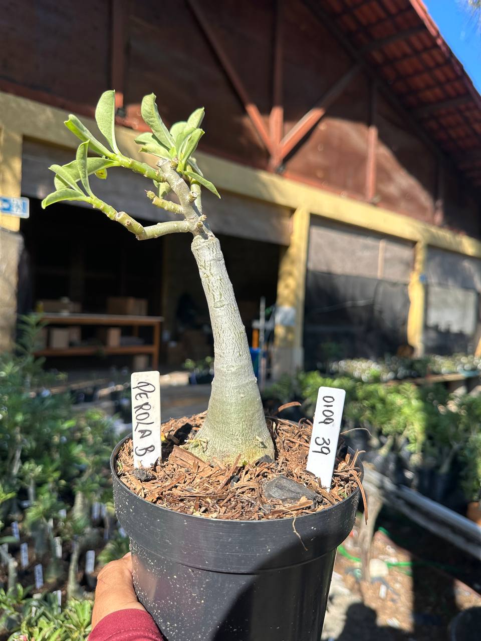 0109 39 Big Caudex Pérola Buquê 💐