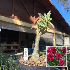 0109 40 Big Caudex Brd99