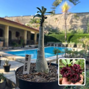 0109 42 Big Caudex Ouro Negro