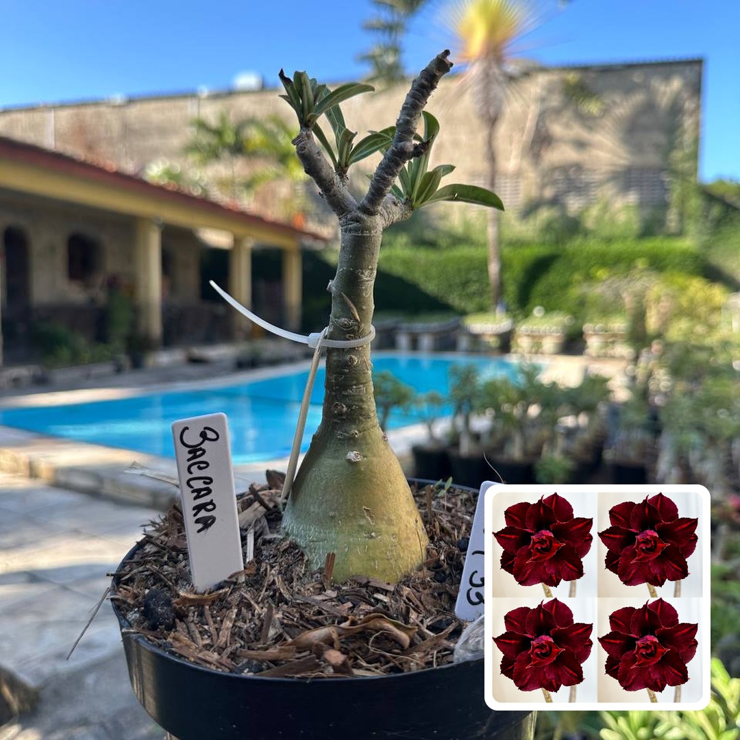 0109 43 Big Caudex Baccara
