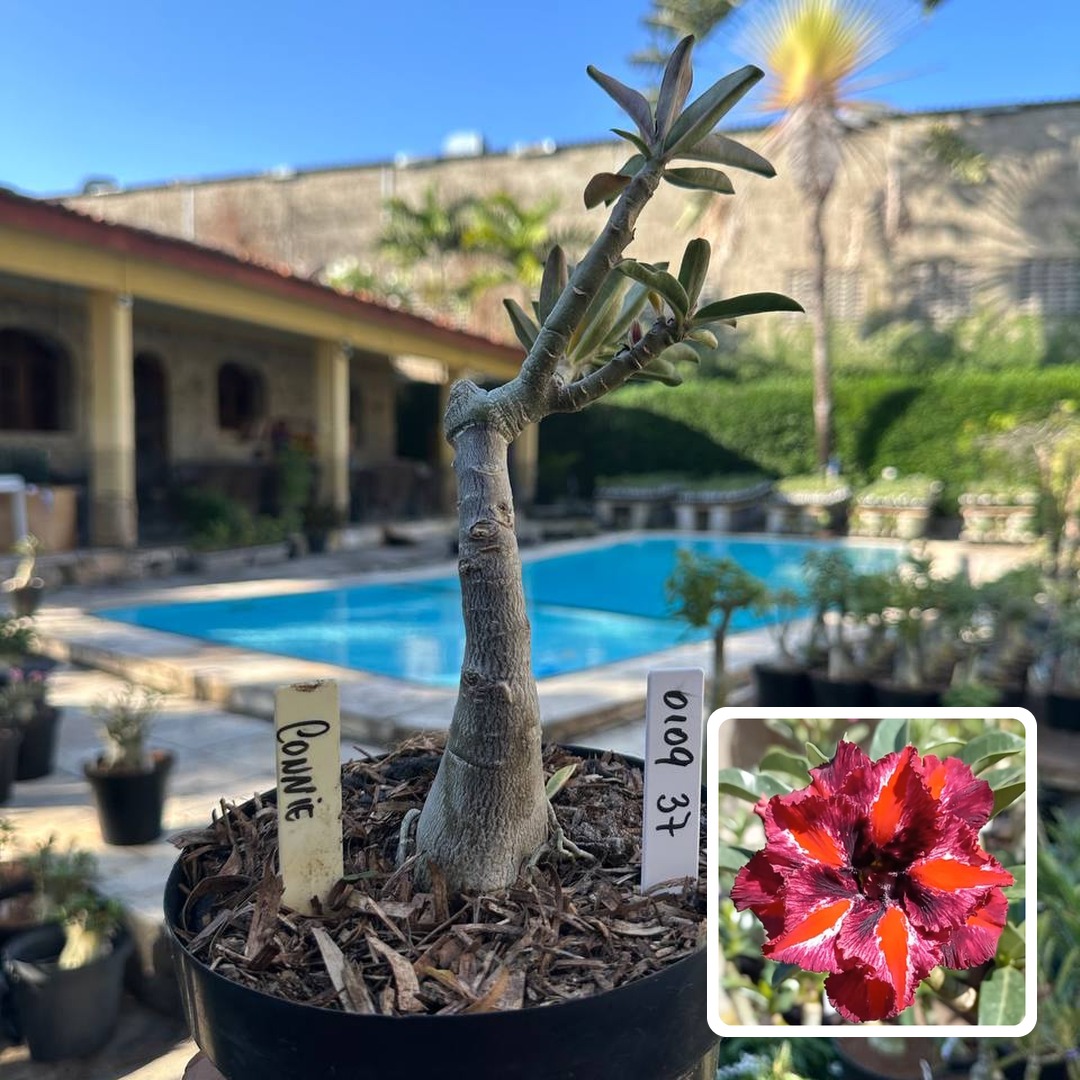0109 47 Big Caudex Connie