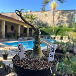 0109 48 Big Caudex Kiara