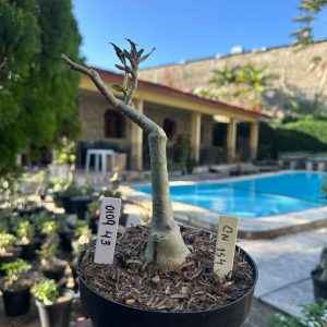 0109 53 Big Caudex Cn154