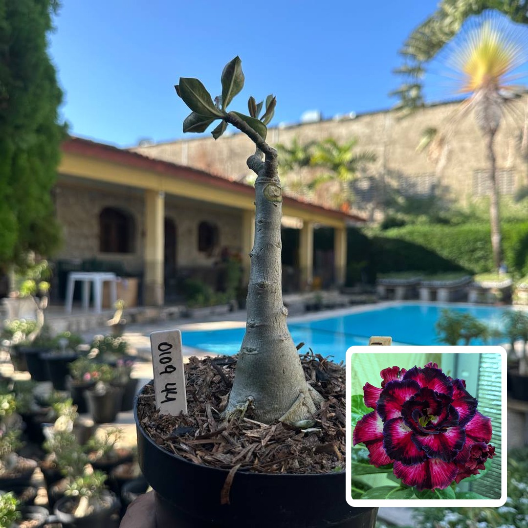 0109 54 Big Caudex Ilusion