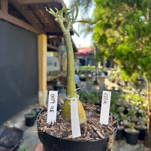 0109 56 Big Caudex Eliie