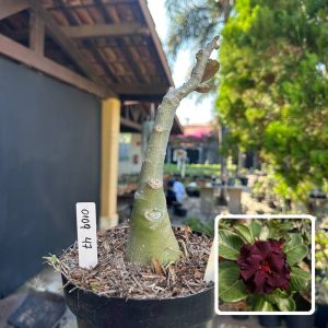 0109 57 Big Caudex L14