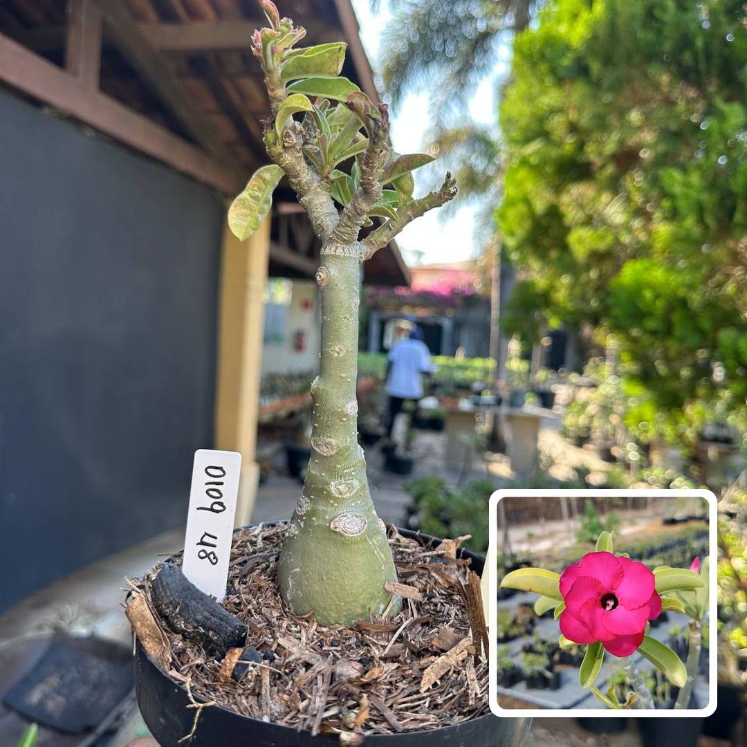 0109 58 Big Caudex Apple