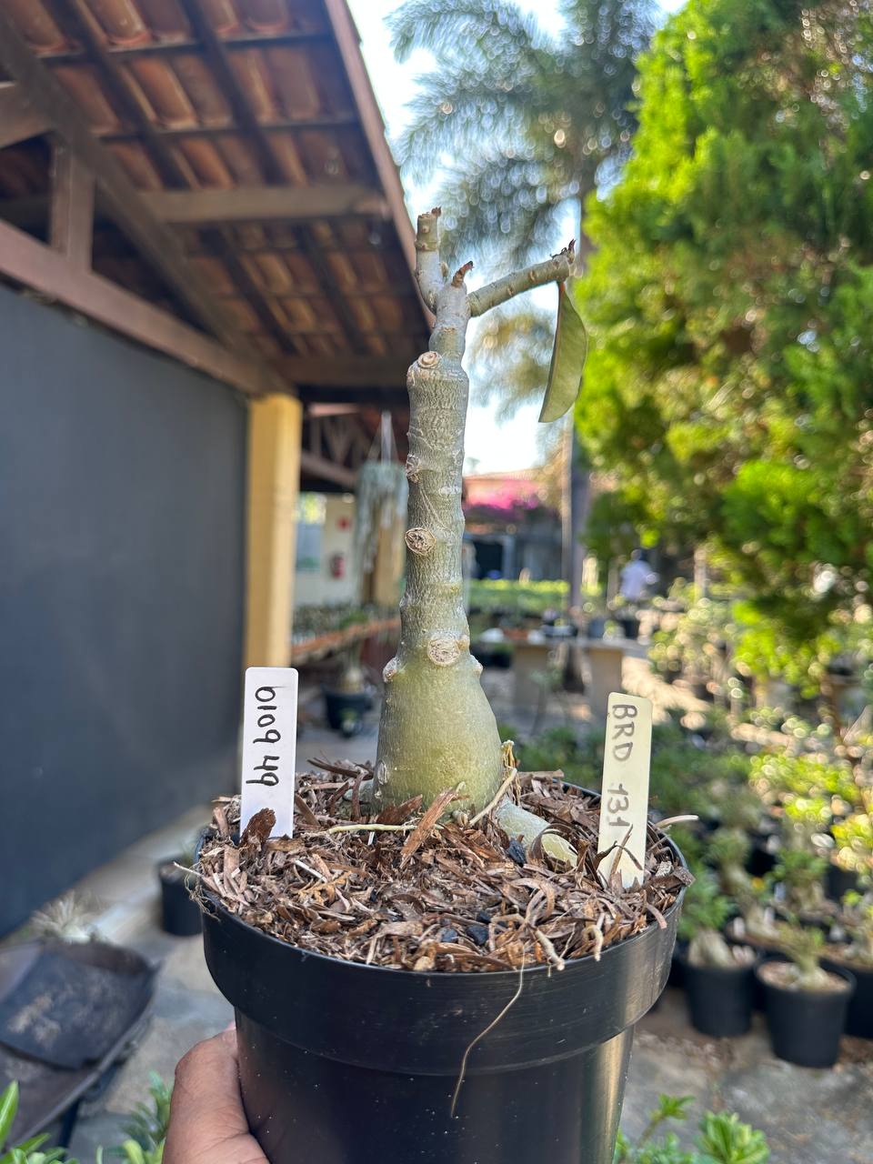 0109 59 Big Caudex Brd131