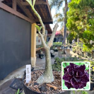 0109 65 Big Caudex Céu Estrelado
