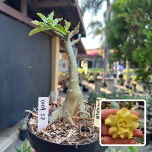 0109 69 Big Caudex Dourada