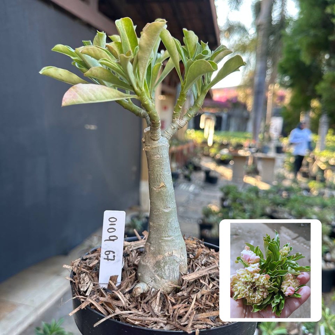 0109 78 Big Caudex Green Elf 2