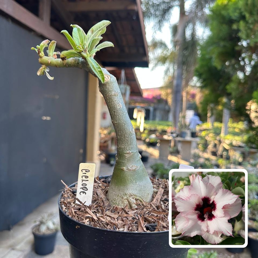 0109 83 Big Caudex Ciclope