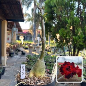 0109 86 Big Caudex Morango do Amor